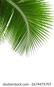 Palm tree leaf texture white background isolated closeup, coconut palm leaves decoration, green palm branch frame, exotic foliage pattern, design element for tropical island sea beach, summer holidays