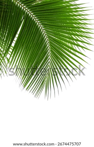 Palm tree leaf texture white background isolated closeup, coconut palm leaves decoration, green palm branch frame, exotic foliage pattern, design element for tropical island sea beach, summer holidays