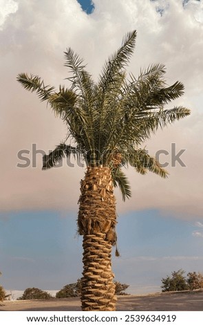 Similar – Palmen am Meer vor der Kulisse der Berge in Ägypten Dahab Süd-Sinai