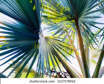 Palm Tree Leaves Close Up Against Clear Blue Sky. Floral Background