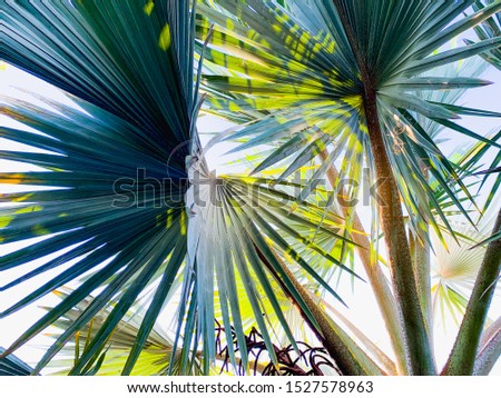 Palm tree leaves close up against clear blue sky. Floral background