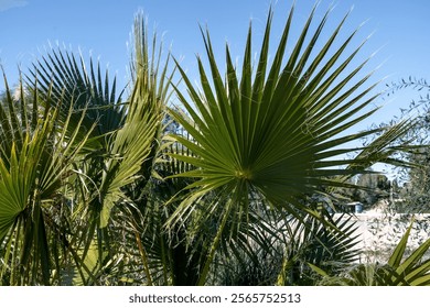 Palm tree leaves close-up against blue sky in sunny day. Exotic evergreen trees on the Coral Bay beach in Cyprus, Paphos - Powered by Shutterstock