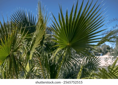 Palm tree leaves close-up against blue sky in sunny day. Exotic evergreen trees on the Coral Bay beach in Cyprus, Paphos - Powered by Shutterstock