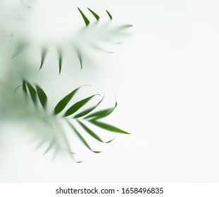 Palm Tree Leaves In Fog, Selective Focus