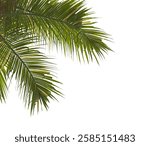 palm Tree Leaves isolated on white background. Arecaceae palm tree with green leaves on white background. Isolated palm tree branch on white background. corner palm tree leaves. Syagrus botryophora.