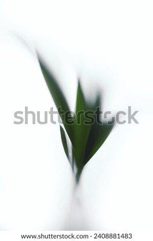 Palm tree leaves on a transparent matte interior wall. Abstract shadow black white coconut palm leaf shadow on a white wall Background. Blank copy space.