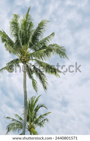 Palm tree leaves on white blue sky background, vibrant green fronds of coconut tree and fluffy clouds as nature summer landscape, outdoor scenic view, trend summer photo with copy space