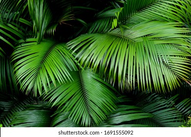 Palm Leaves High Res Stock Images Shutterstock