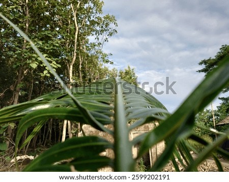 palm tree leaves visible from the base of the tree
