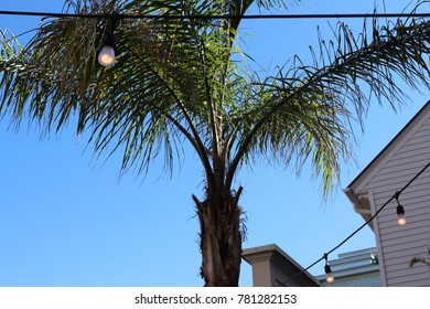Palm Tree with Lights