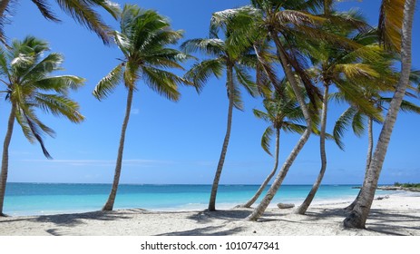 Palm Tree Lined Beach In Cap Cana Dominican Republic