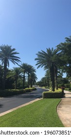 Palm Tree Lined Road In Florida