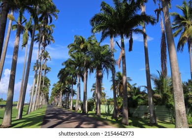 Palm Tree Lined Street In Guadeloupe. Allee Dumanoir.