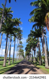 Palm Tree Lined Street In Guadeloupe. Allee Dumanoir.