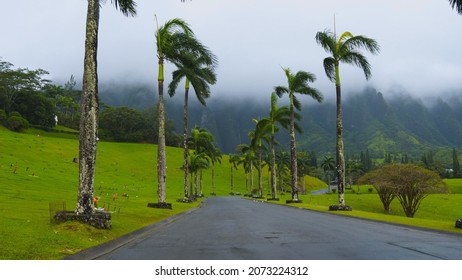 Palm Tree Lined Street Mountain Background In Hawaii