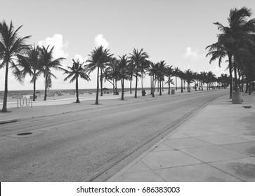 Palm Tree Lined Street In Southern Florida 