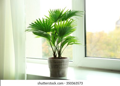 Palme Livistona Rotundifolia,1 Pflanze