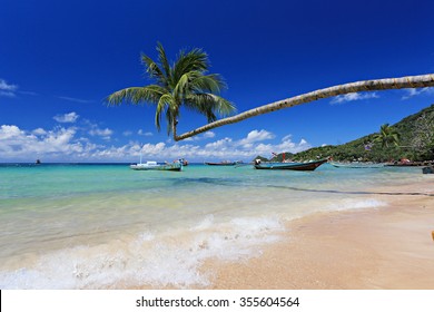 Palm tree and long tail boats on tropical beach. Koh Tao island, Surat Thani Province, Thailand - Powered by Shutterstock