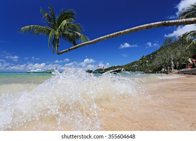 Palm tree and long tail boats on tropical beach. Koh Tao island, Surat Thani Province, Thailand  - Powered by Shutterstock