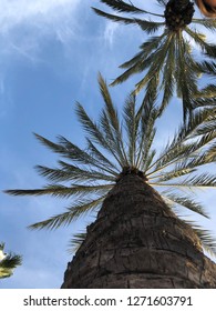 Palm Tree Looking Up
