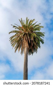 Palm Tree In A Low Angle View At La Jolla, California