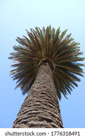 Palm Tree From A Low Perspective Looking Up