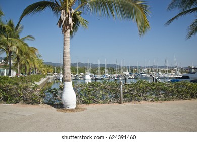 Palm Tree In The Marina Riviera Nayarit, Mexico