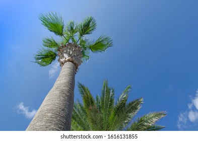 Palm tree at Mediterranean coast in Paphos city