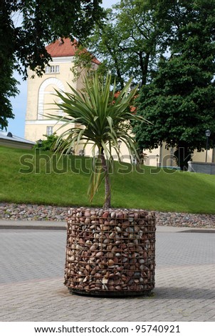 Palm Tree in metal mesh basket