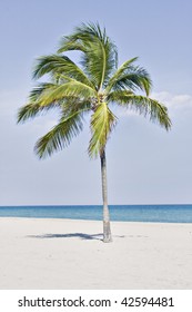 Palm Tree In Miami Beach Florida