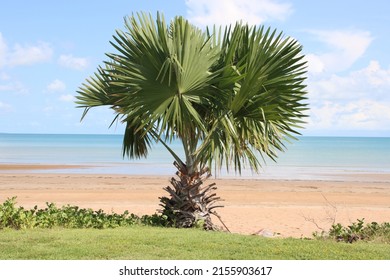 Palm Tree, Mindil Beach, Darwin, Northern Territory, Australia.