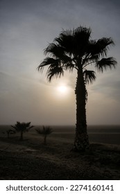 Palm Tree in the Mojave Desert - Shutterstock ID 2274160141