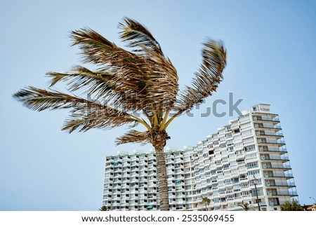 Palm tree moved by the wind with building behind