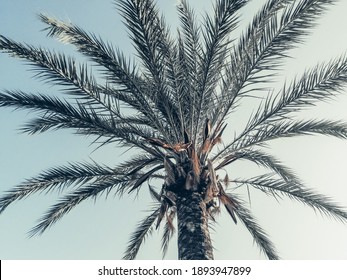 Palm Tree  - Nature Photography - Summer Background