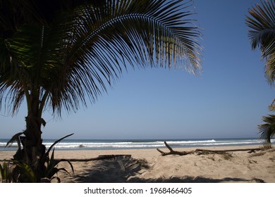 Palm tree on Acapulco Beach