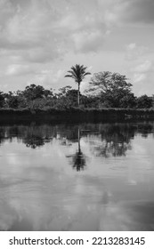 A Palm Tree On The Banks Of The Guaporé - Itenez River, Near Cabixi, Rondonia State, Brazil, On The Border With The Beni Department, Bolivia