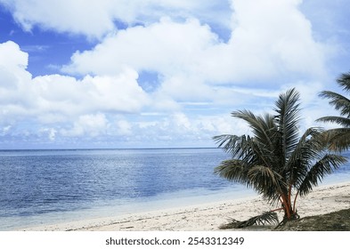 a palm tree on a beach with clouds and bluesky