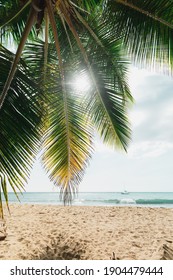 Palm Tree On Beach In Rincon, Puerto Rico