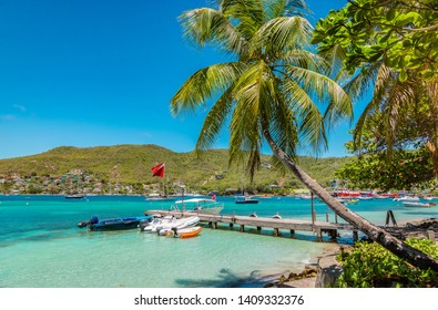 Palm Tree On Bequia Island.