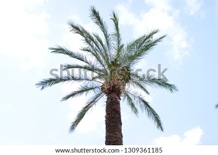 Palm tree on a blue and cloudy sky.