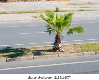 Palm Tree On A Highway Median, On A Sunny Day