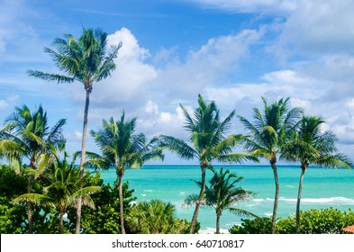 Palm Tree On The Miami Beach, Florida, USA