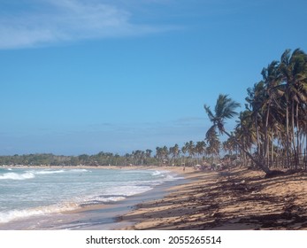Palm tree on sandy wild coastline. Macao beach. Dominican Republic