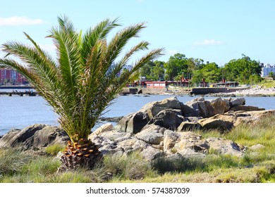 Palm tree on the sea shore - Powered by Shutterstock