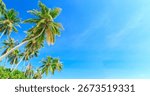 Palm tree on the sky