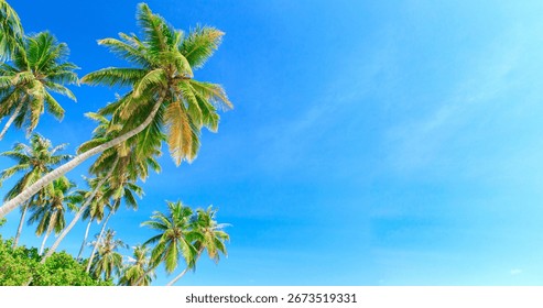 Palm tree on the sky