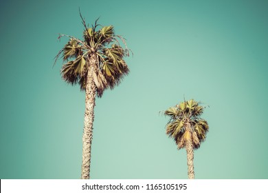 palm tree on sunny day with blue sky background. - Shutterstock ID 1165105195