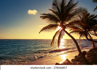 Palm Tree On The Tropical Beach, Sunrise Shot