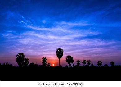 Palm tree on twilight time in Thailand Asia