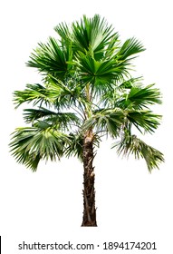 Palm tree on a white background.
